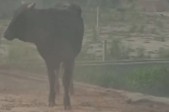 Bull on the roof! UP village stunned as angry bull chases man upstairs