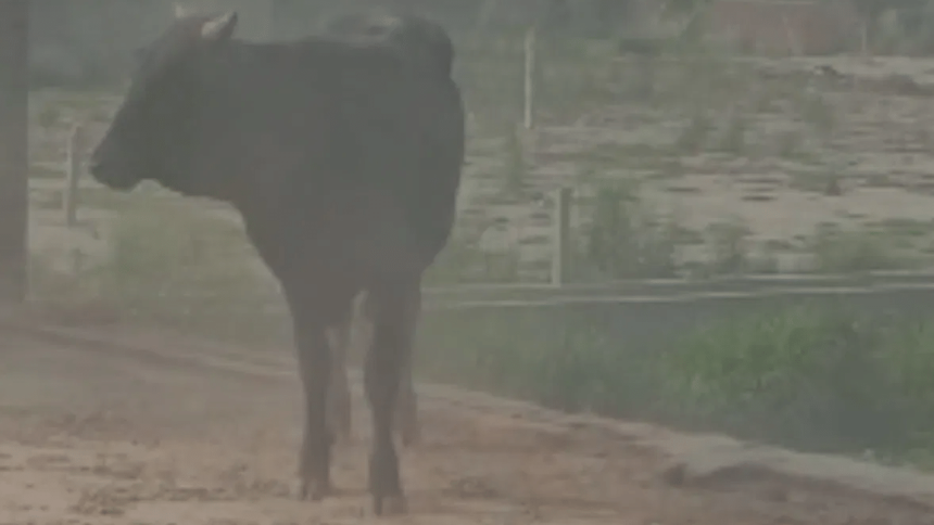 Bull on the roof! UP village stunned as angry bull chases man upstairs