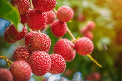250 tonnes of Bihar’s luscious Litchi exported to major cities