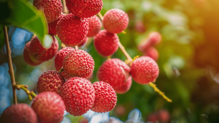 250 tonnes of Bihar’s luscious Litchi exported to major cities