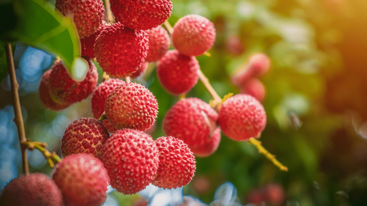250 tonnes of Bihar’s luscious Litchi exported to major cities