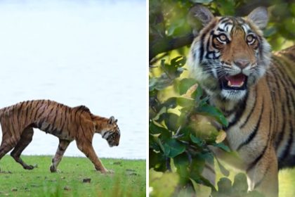‘Rest well, Queen’: Ranthambore mourns legendary tigress Arrowhead