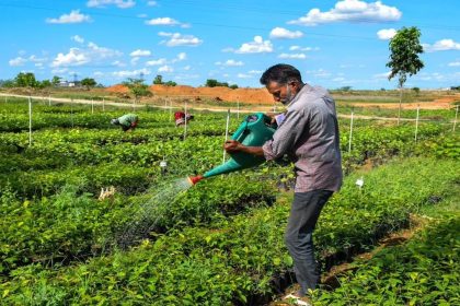 1.36 cr saplings planted in 2024–25 under Cauvery Calling, total plantation soars to 12.2 cr