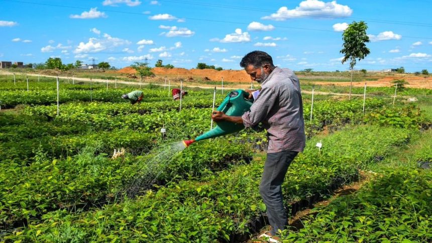 1.36 cr saplings planted in 2024–25 under Cauvery Calling, total plantation soars to 12.2 cr