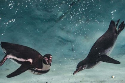 ‘English an injustice’: BJP demands Marathi names for Mumbai-born penguins