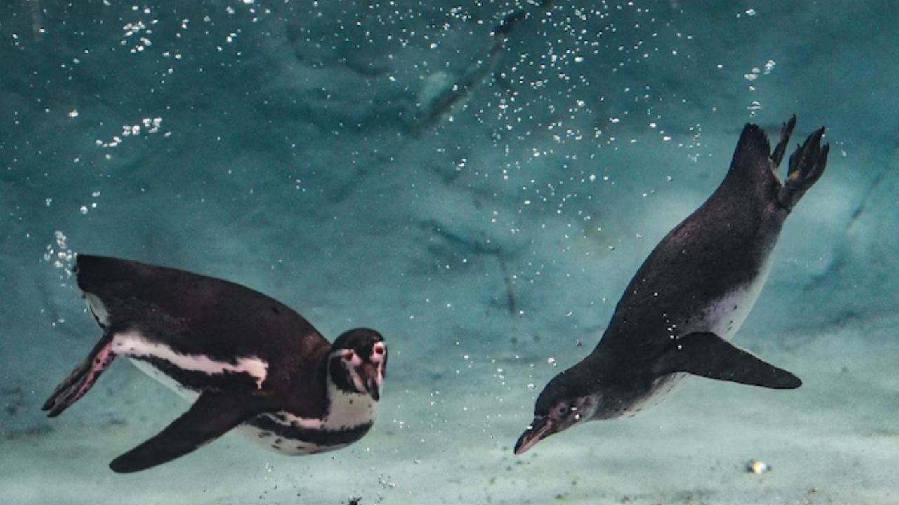 ‘English an injustice’: BJP demands Marathi names for Mumbai-born penguins