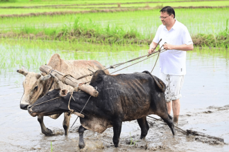 Uttarakhand CM Pushkar Dhami plants paddy in Khatima, pays tribute to farmers’ hard work