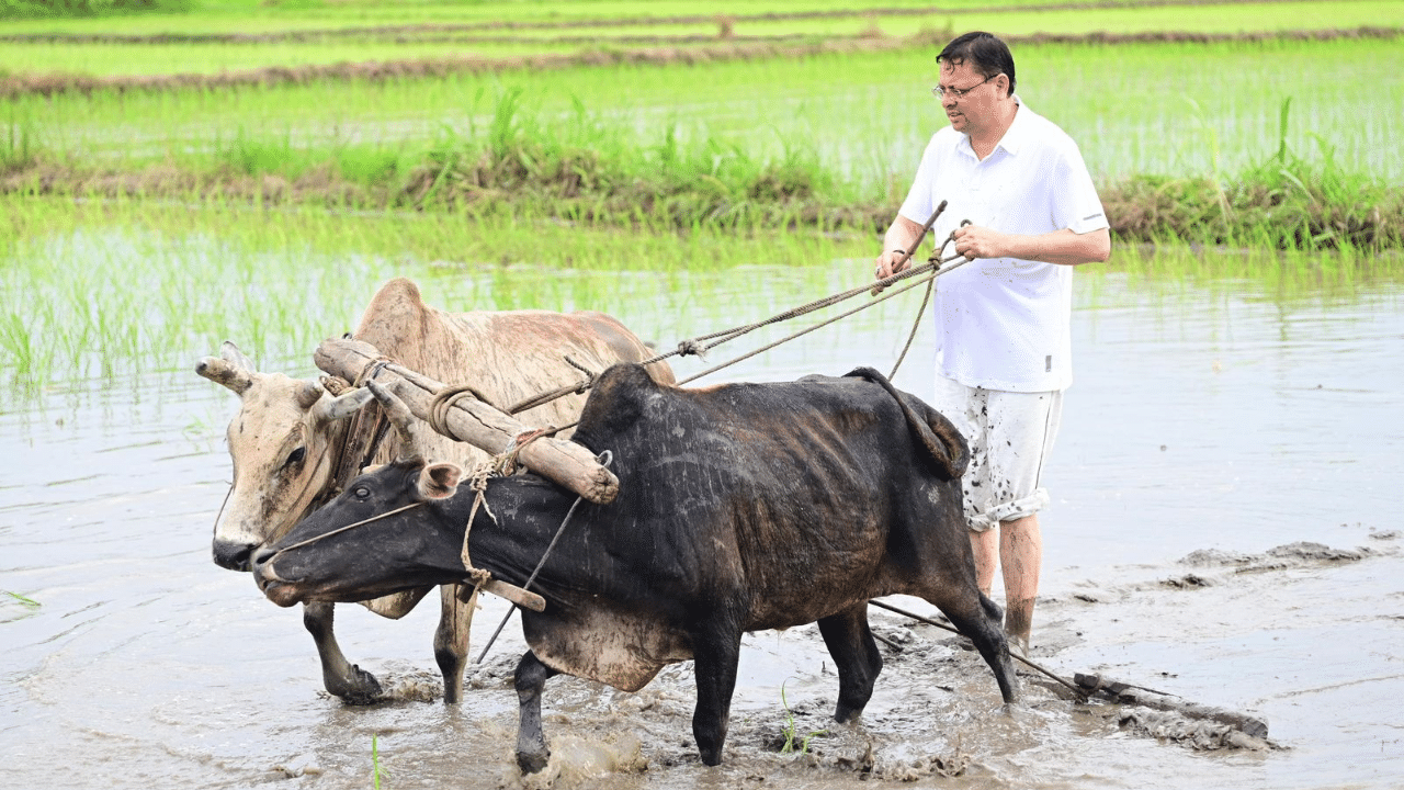 Uttarakhand CM Pushkar Dhami plants paddy in Khatima, pays tribute to farmers’ hard work Uttarakhand CM Pushkar Dhami plants paddy in Khatima, pays tribute to farmers’ hard work