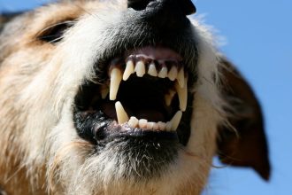 Goa assembly passes bill to ban ferocious animal breeds; fine, jail term for violators