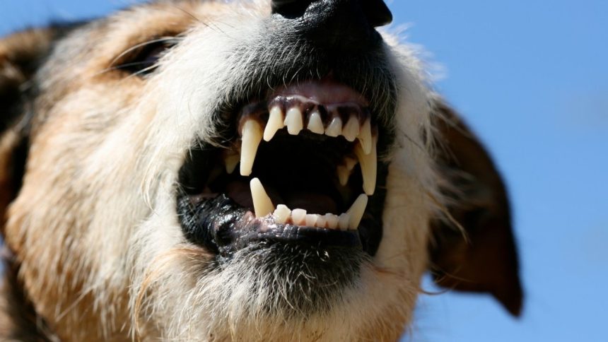 Goa assembly passes bill to ban ferocious animal breeds; fine, jail term for violators