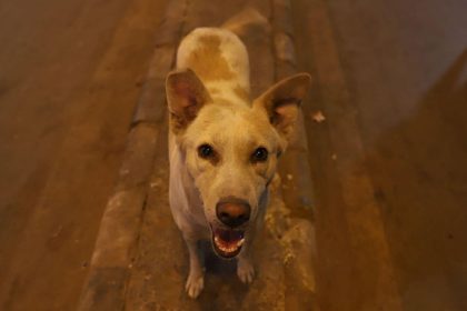 Move all stray dogs from Delhi-NCR streets to shelters: Supreme Court
