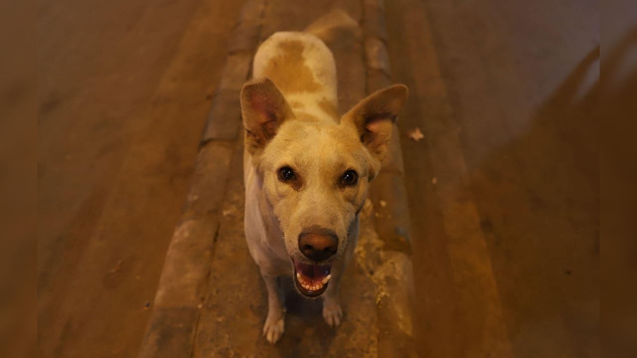 Move all stray dogs from Delhi-NCR streets to shelters: Supreme Court
