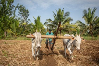 India produced more than 180 lakh tonnes of millets in 2024-25, Rajasthan top producer of grain