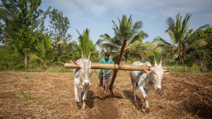 India produced more than 180 lakh tonnes of millets in 2024-25, Rajasthan top producer of grain