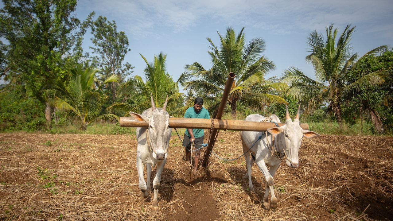 India produced more than 180 lakh tonnes of millets in 2024-25, Rajasthan top producer of grain