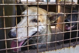 Voices grow against Supreme Court order to remove stray dogs from Delhi-NCR streets