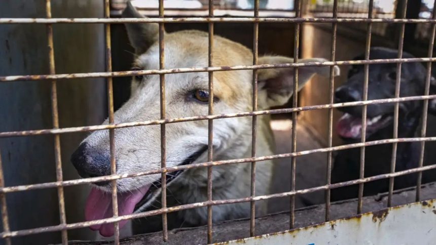 Voices grow against Supreme Court order to remove stray dogs from Delhi-NCR streets