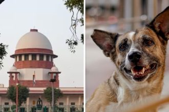 SC reserves order on stray dog relocation row, slams Delhi-NCR authorities