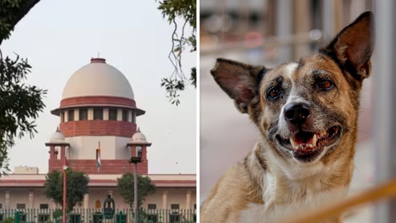 SC reserves order on stray dog relocation row, slams Delhi-NCR authorities SC reserves order on stray dog relocation row, slams Delhi-NCR authorities