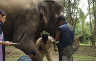 Vantara and RKTEWT reaffirm legal and compassionate grounds for Mahadevi’s relocation