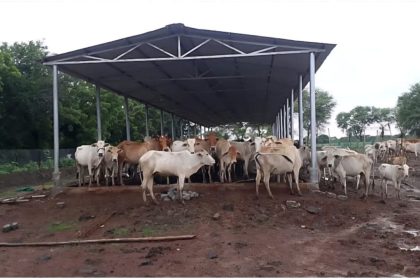 Chhattisgarh launches ‘Gaudham Yojana’: Livestock protection, breed improvement and rural economy to get a boost