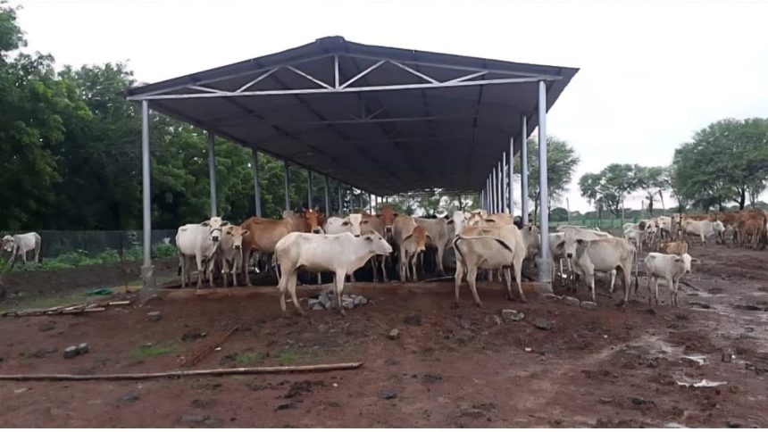 Chhattisgarh launches ‘Gaudham Yojana’: Livestock protection, breed improvement and rural economy to get a boost