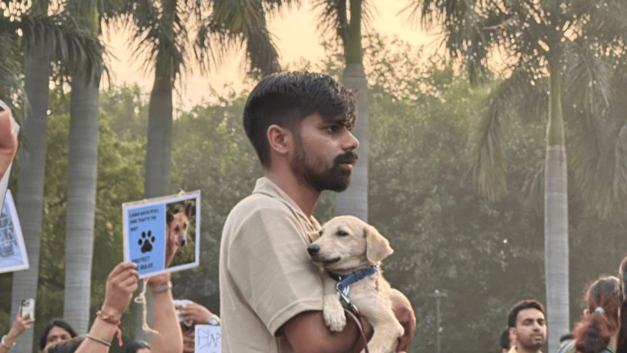 Supreme Court to pronounce verdict on relocation of stray dogs in Delhi-NCR today Supreme Court to pronounce verdict on relocation of stray dogs in Delhi-NCR today
